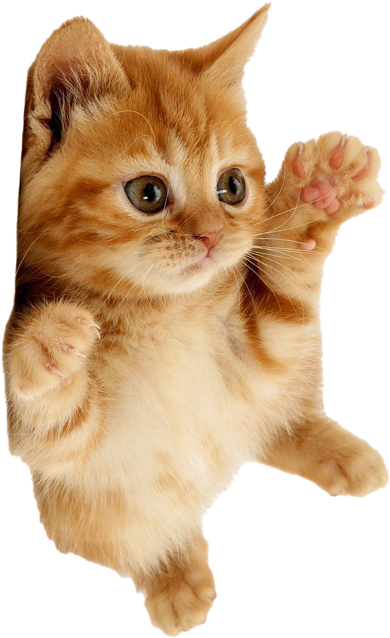 Playful Orange Kitten Paw Up PNG