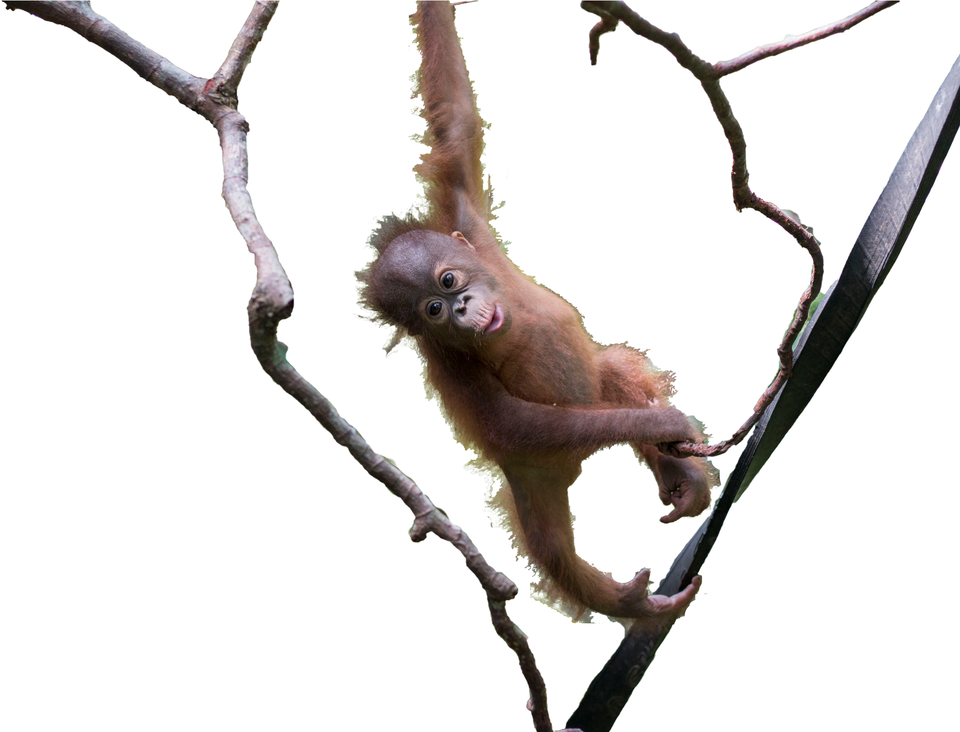 Download Playful Orangutan Branch Hang | Wallpapers.com