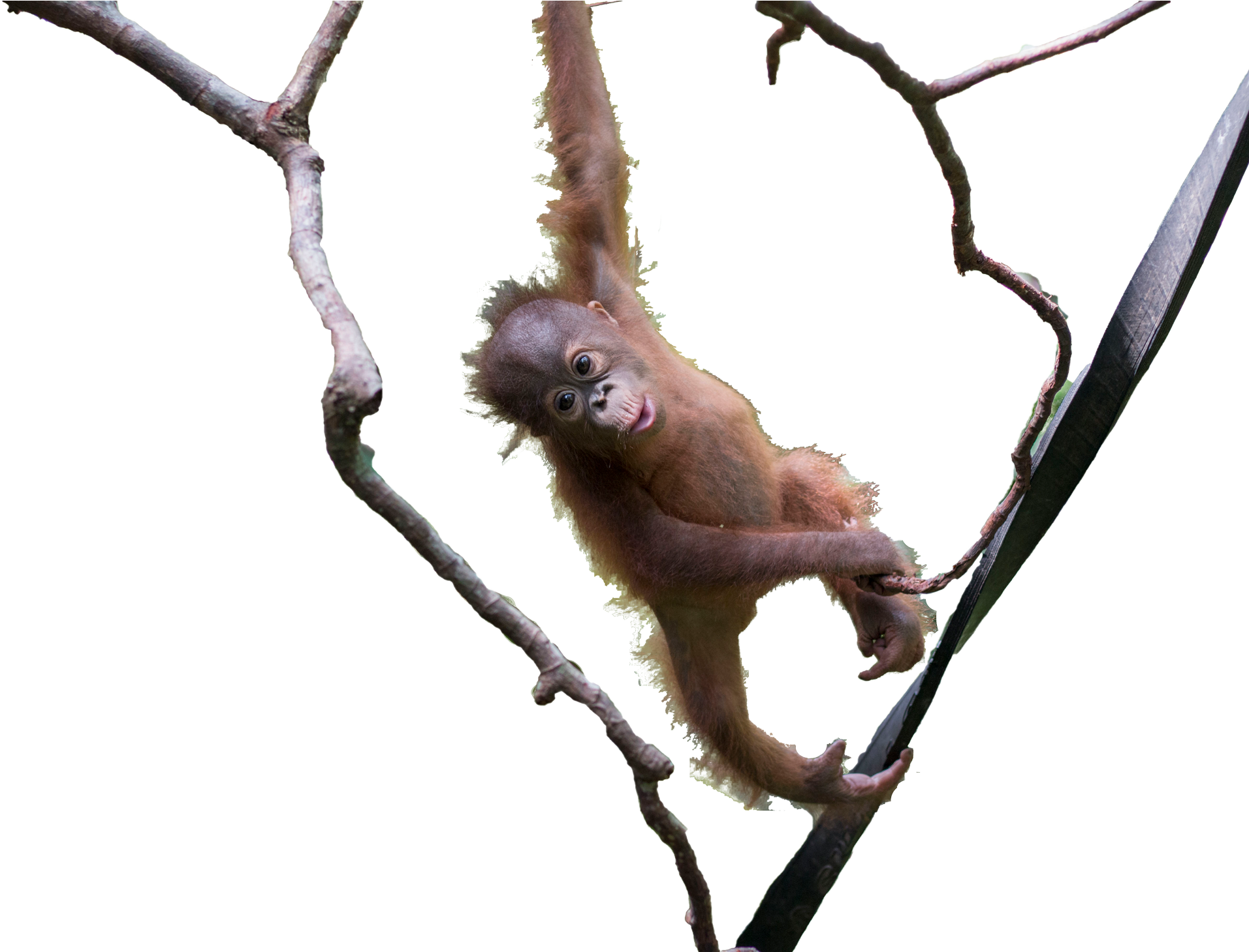 Playful Orangutan Branch Hang PNG