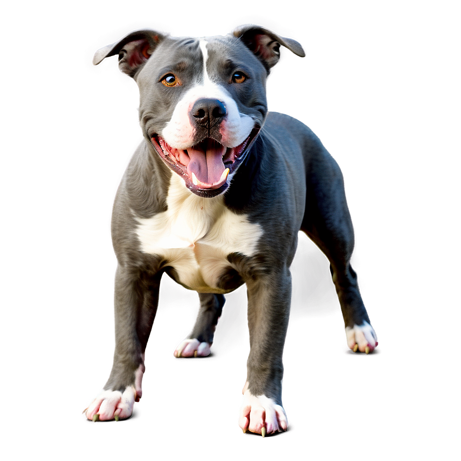 Download Playful Pitbull Png 30 | Wallpapers.com