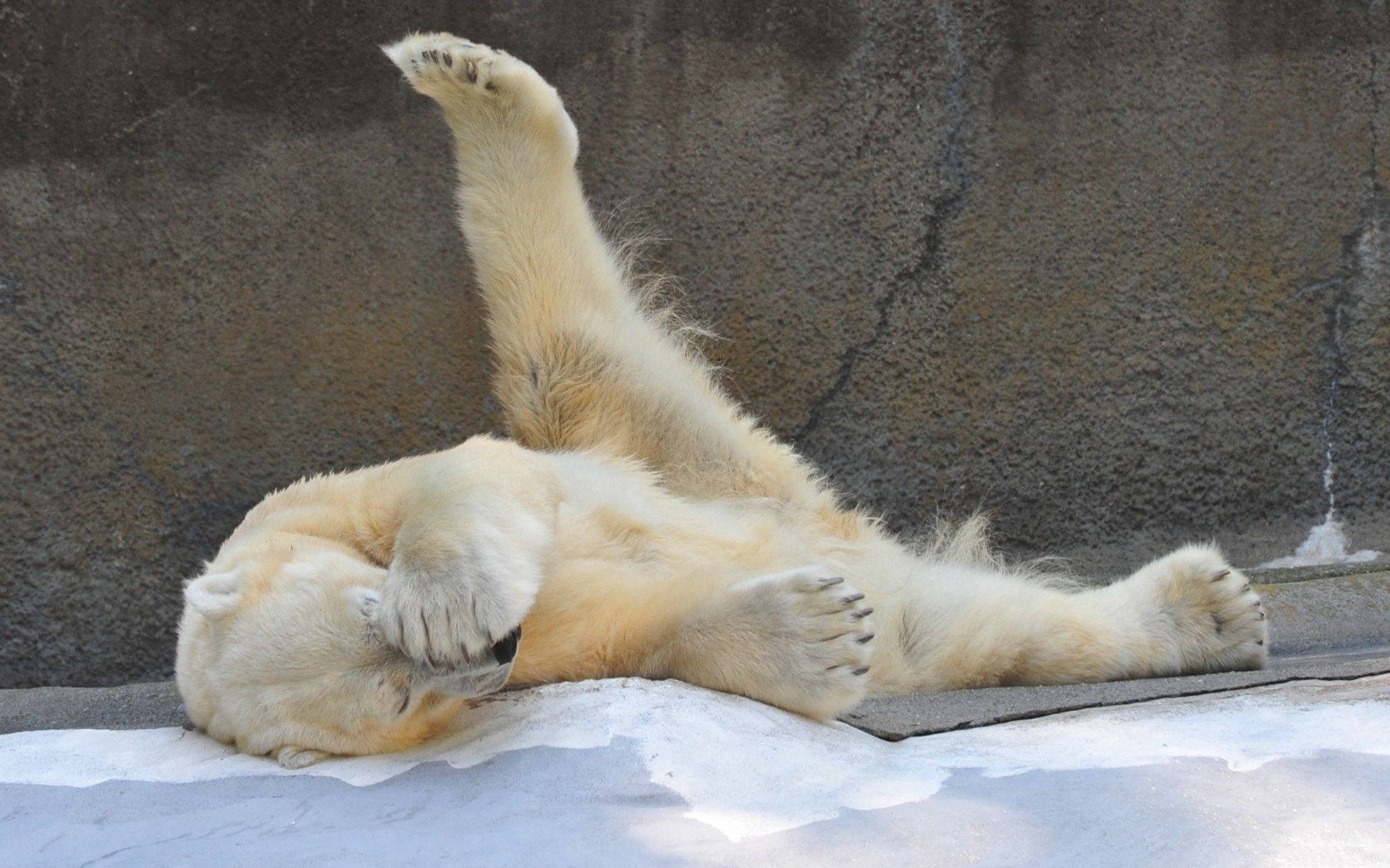 Playful Polar Bear Laying Wallpaper