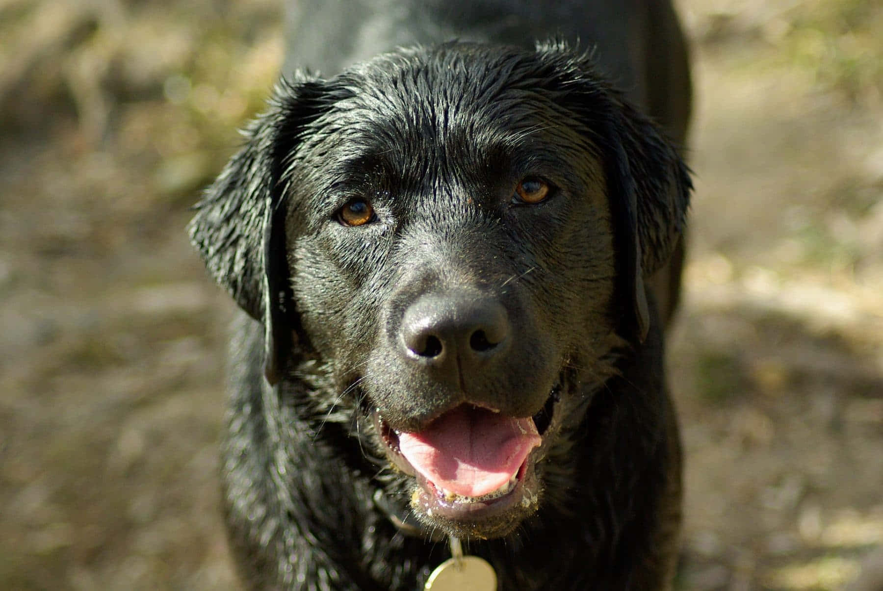 "playful Pup Enjoys A Splash - A Wet Dog Shaking Off Water" Wallpaper