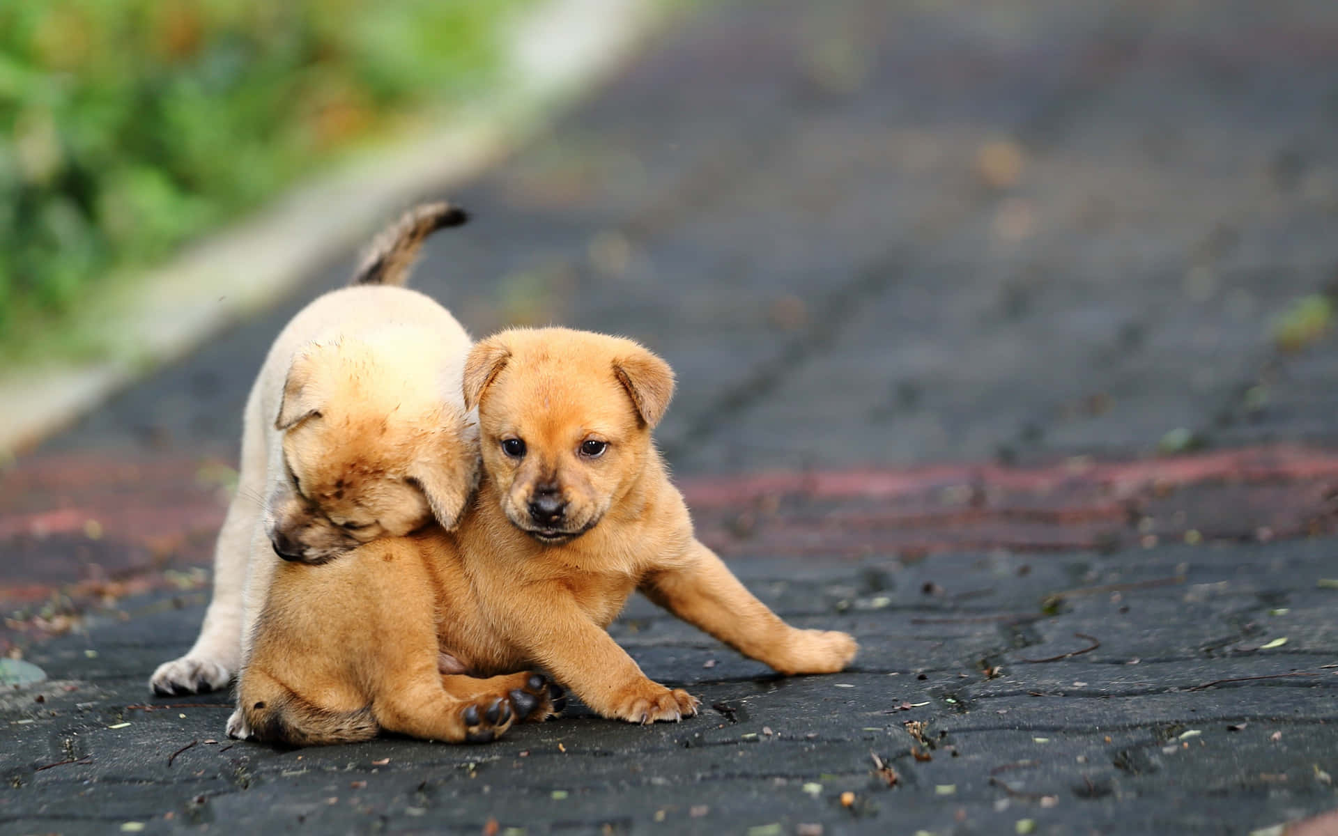 Speelse Puppies Buiten Achtergrond