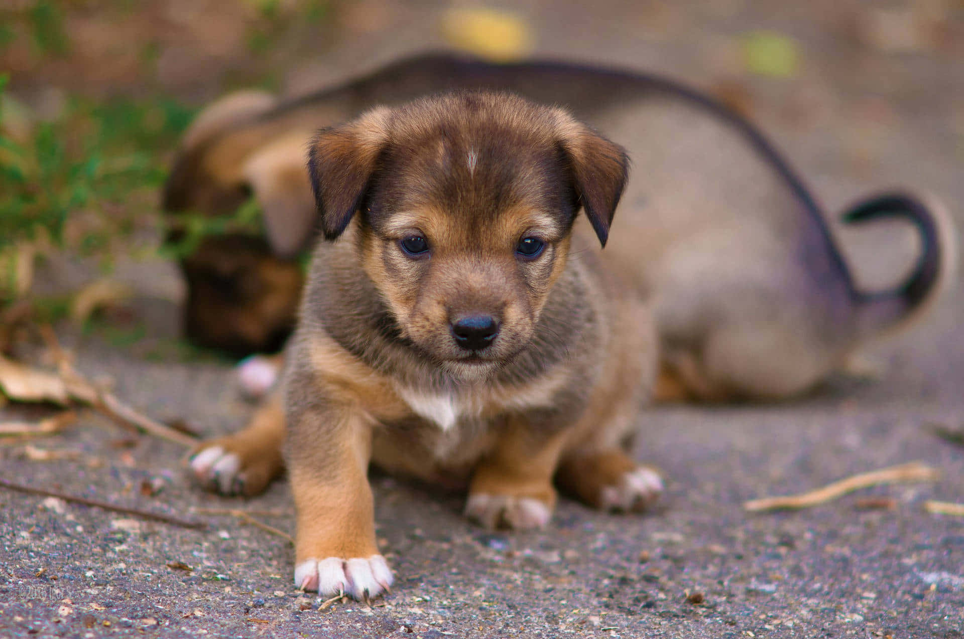 Speelse Puppy Buiten Achtergrond