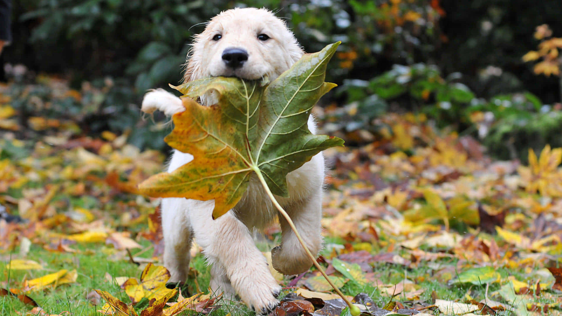 Playful Puppy With Autumn Leaf Wallpaper