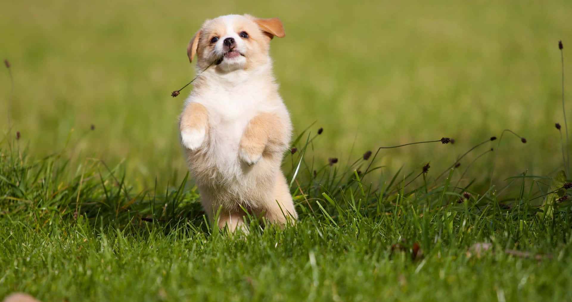 Playful Puppyin Grass4 K.jpg Wallpaper