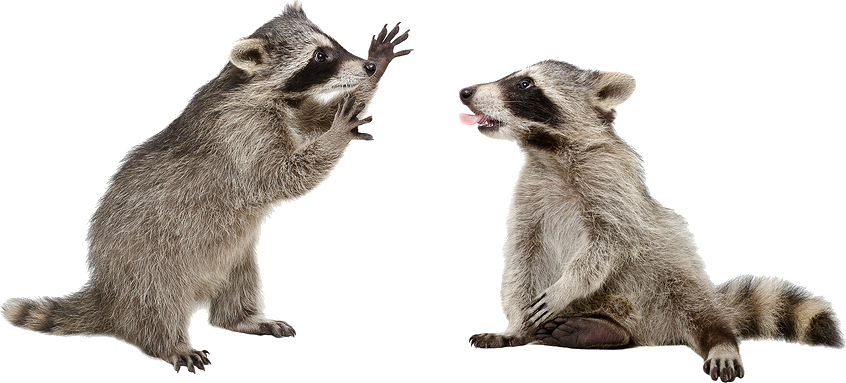 Playful Raccoons Interaction PNG