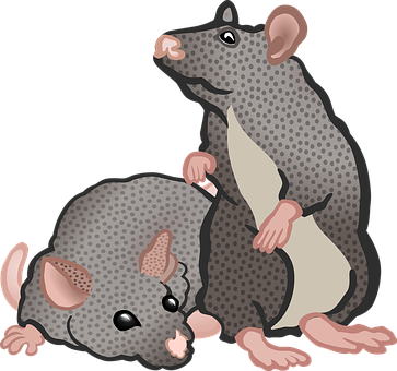 Playful_ Rats_ Vector_ Illustration PNG