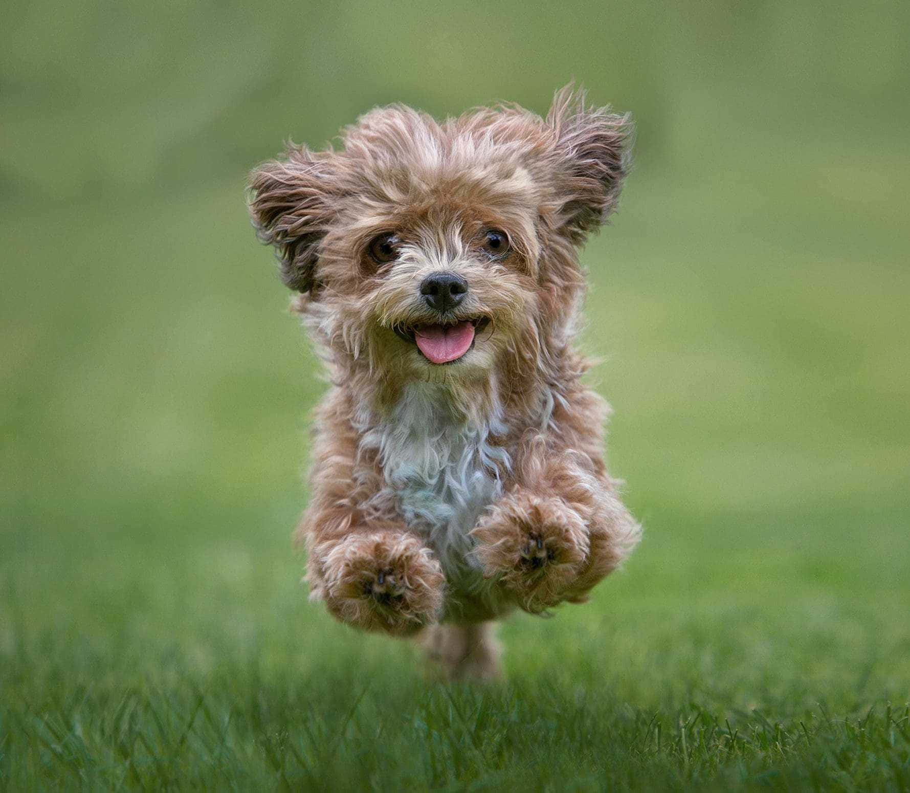 Playful Small Dog In Outdoor Setting Wallpaper