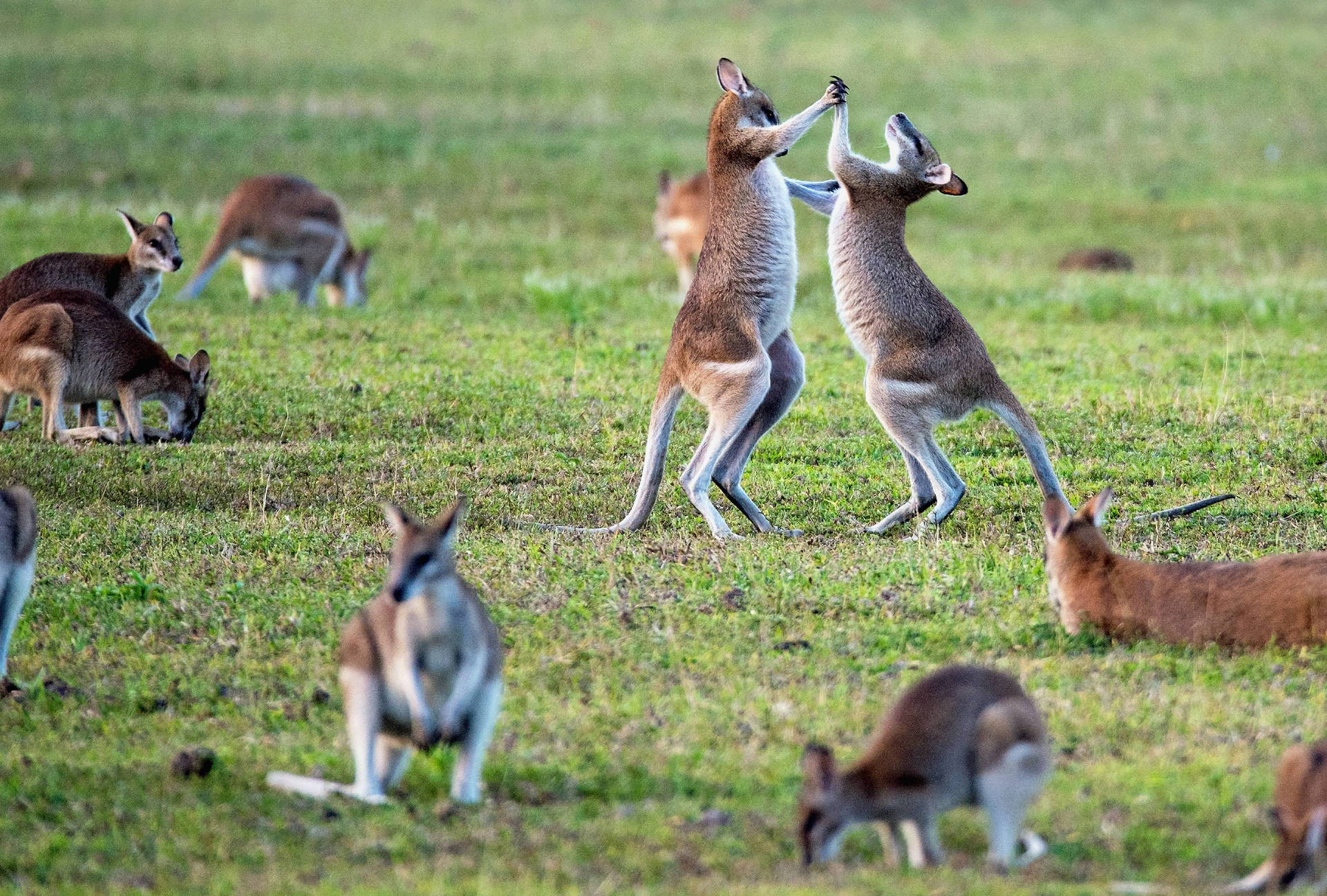 Playful Wallaroos Of Australia