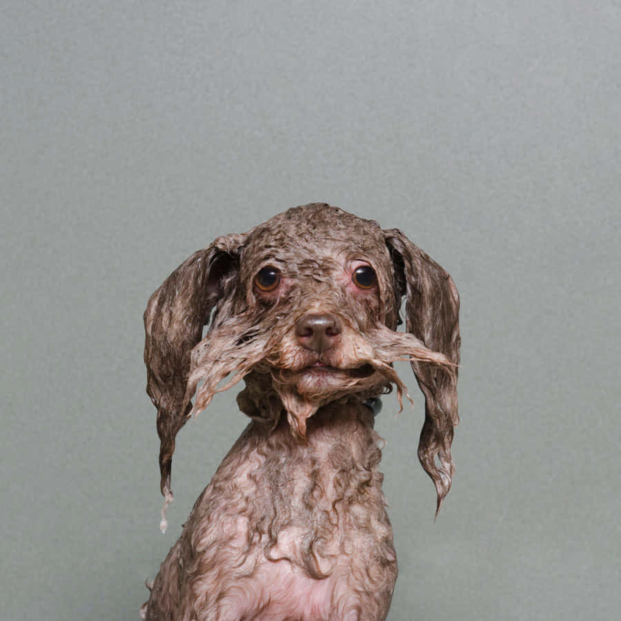 Playful Wet Dog Enjoying The Water Wallpaper