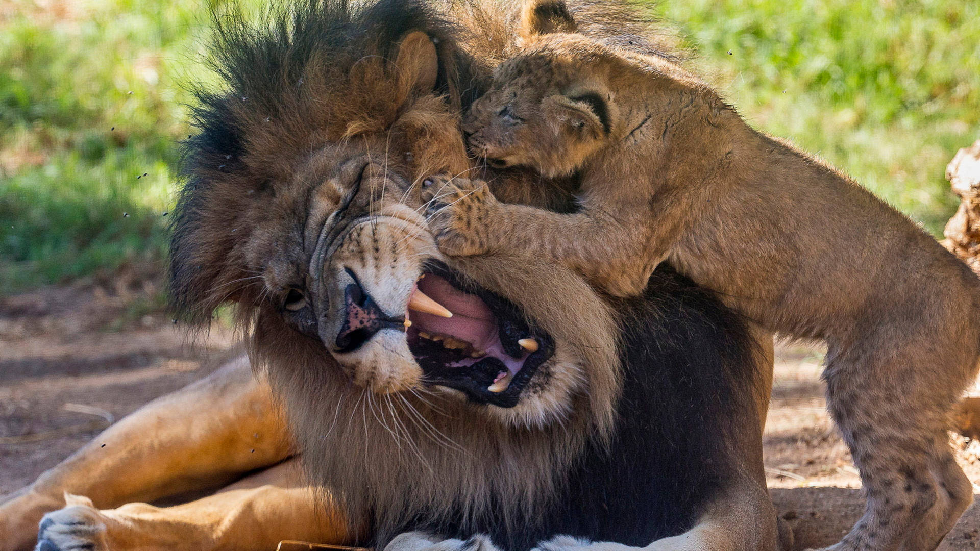 Playfully Angry Lion And Cub Wallpaper