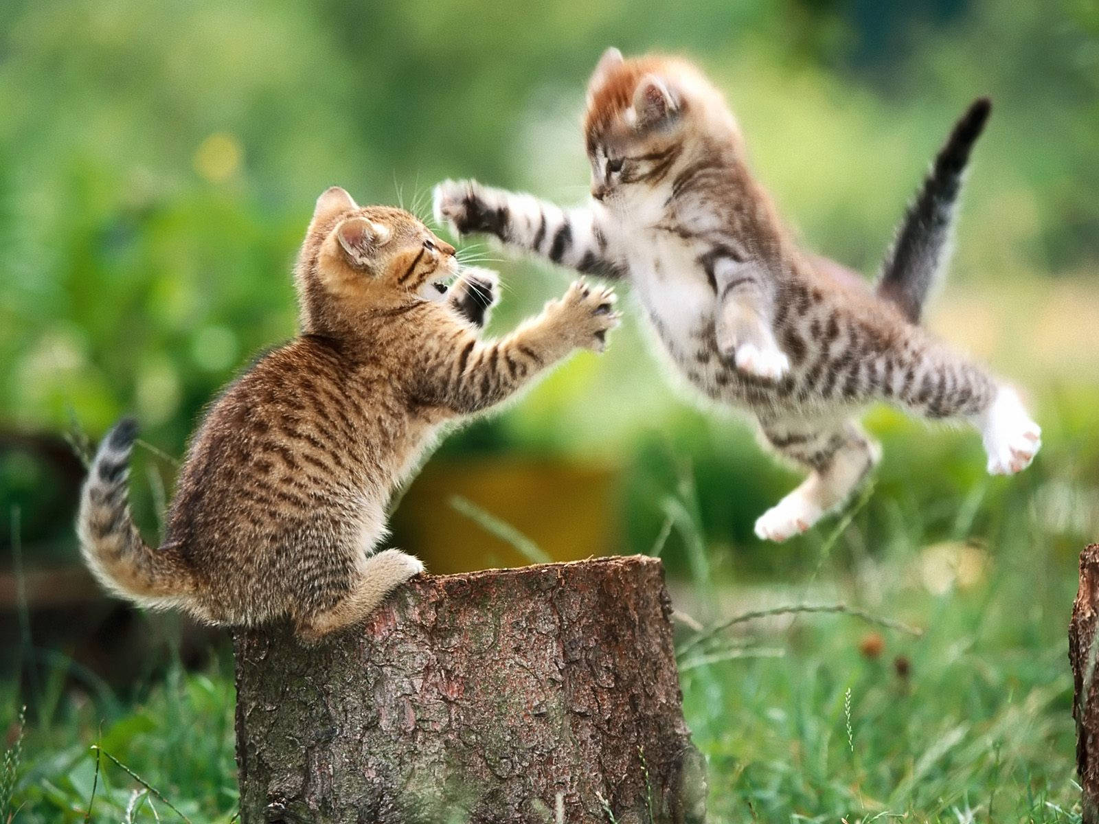 Playing Baby Kitten Animals On Chopped Tree Wallpaper