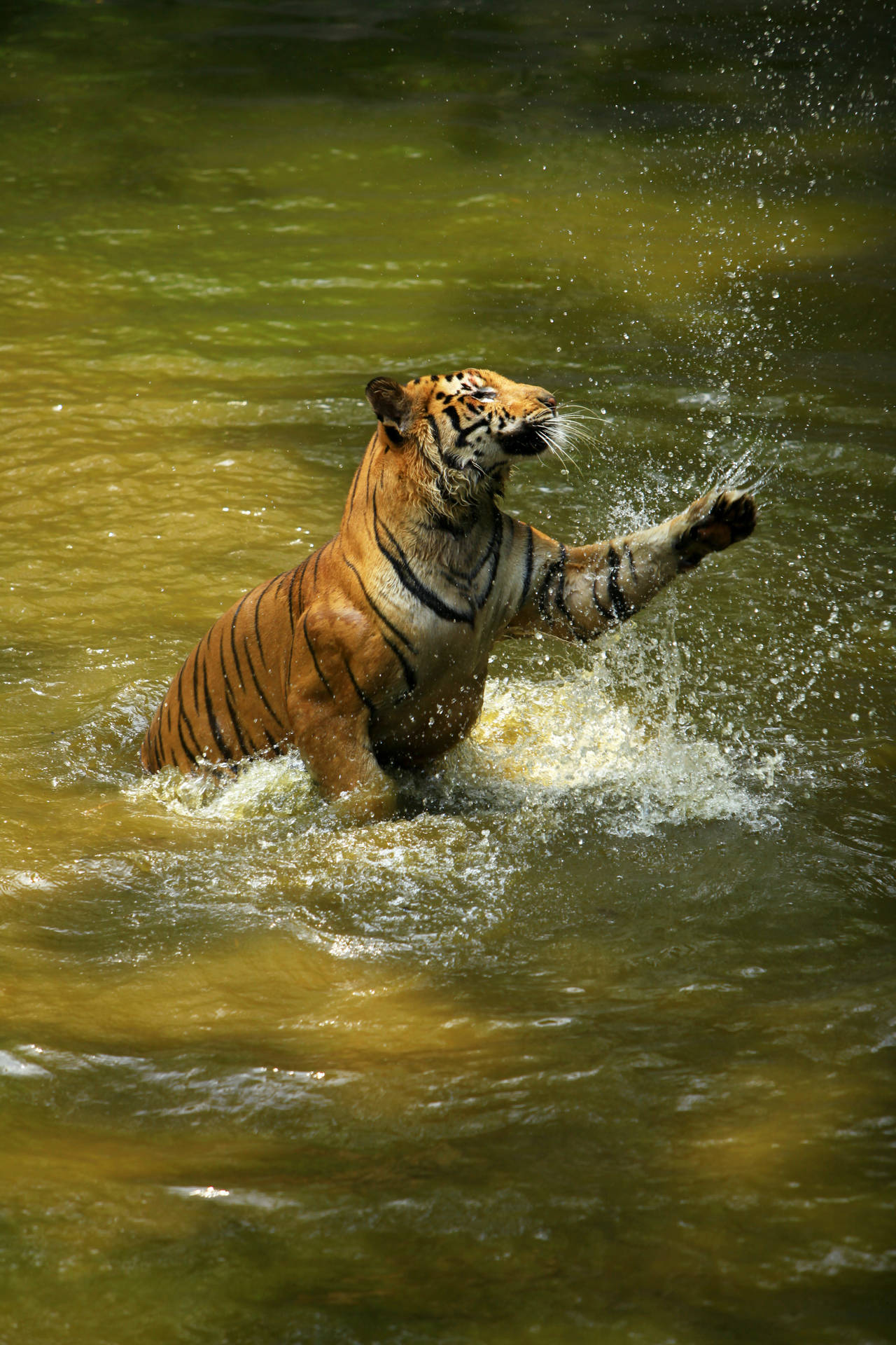 Playing In Water Tiger Iphone Wallpaper