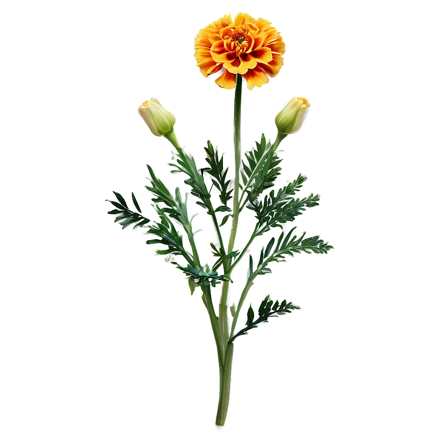 Pleasing Marigold Art Png 79 PNG