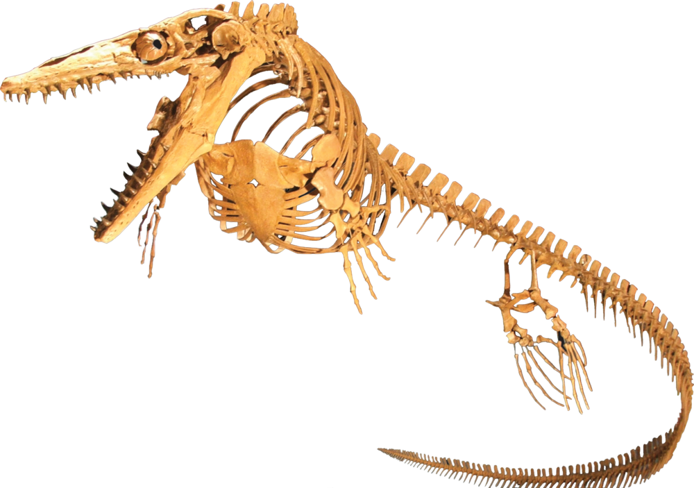 Plesiosaur Skeleton Fossil PNG