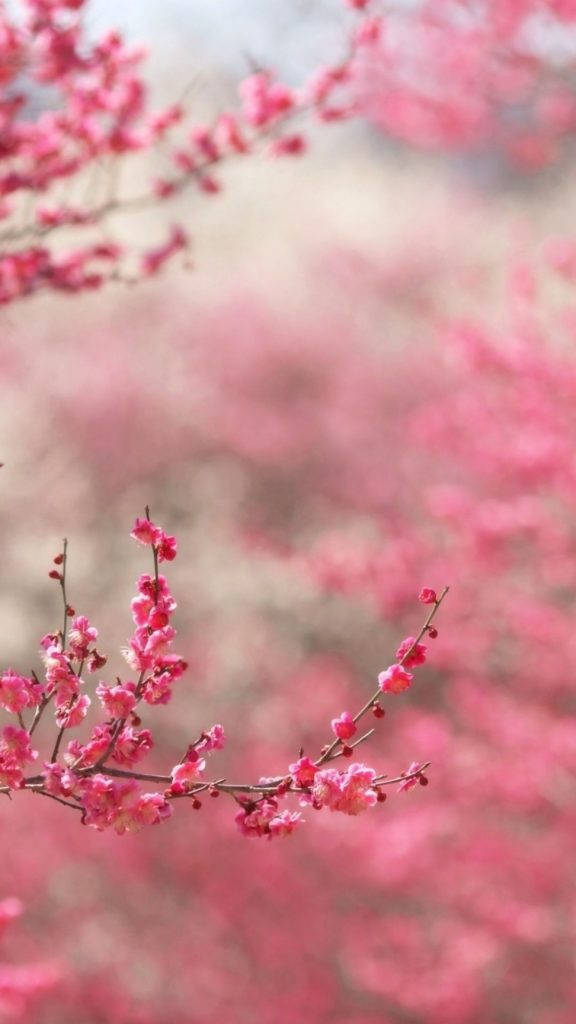 Plum Blosssom For Pink Girl Iphone Wallpaper