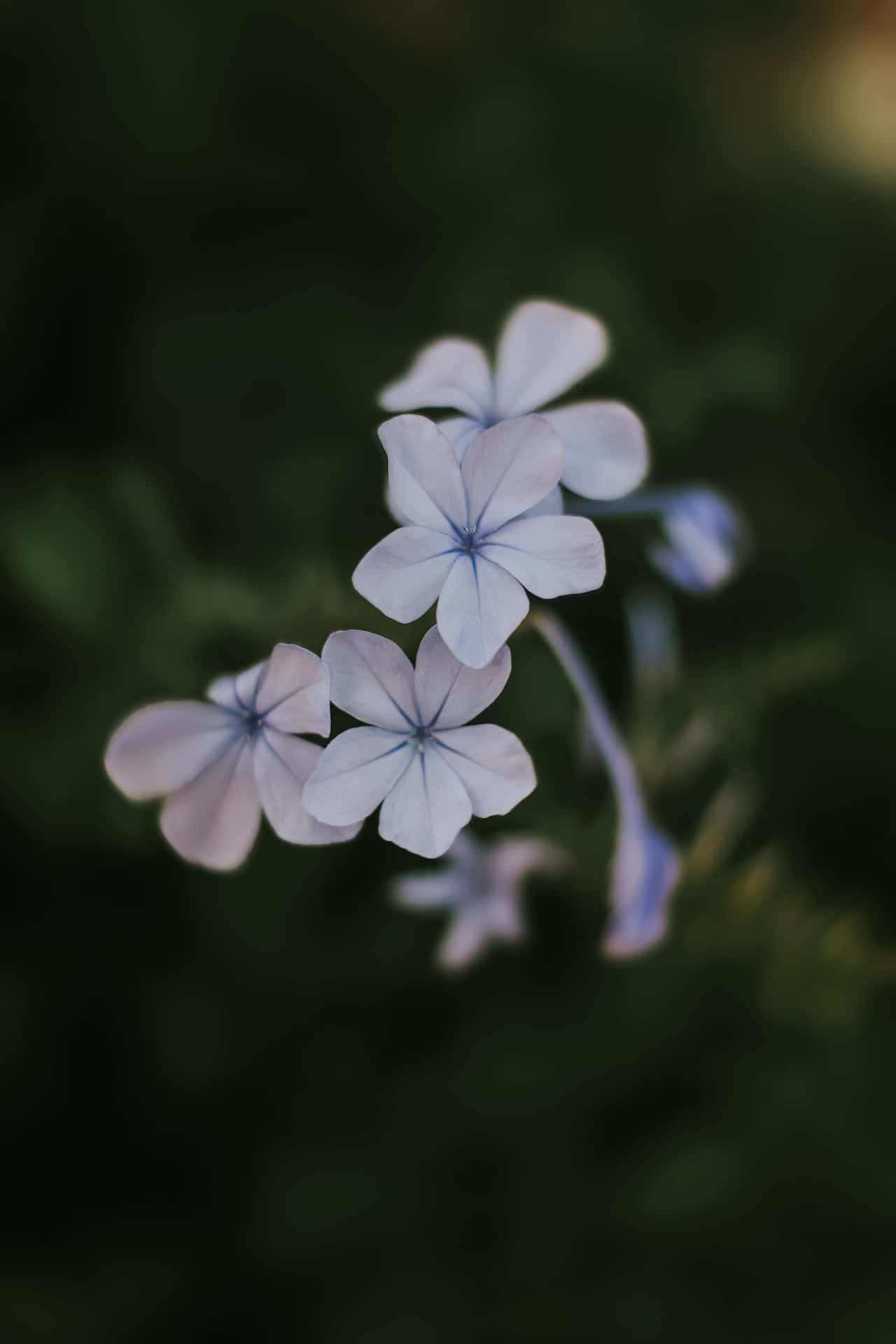 Floresde Plumbago Azul Para Teléfono. Fondo de pantalla