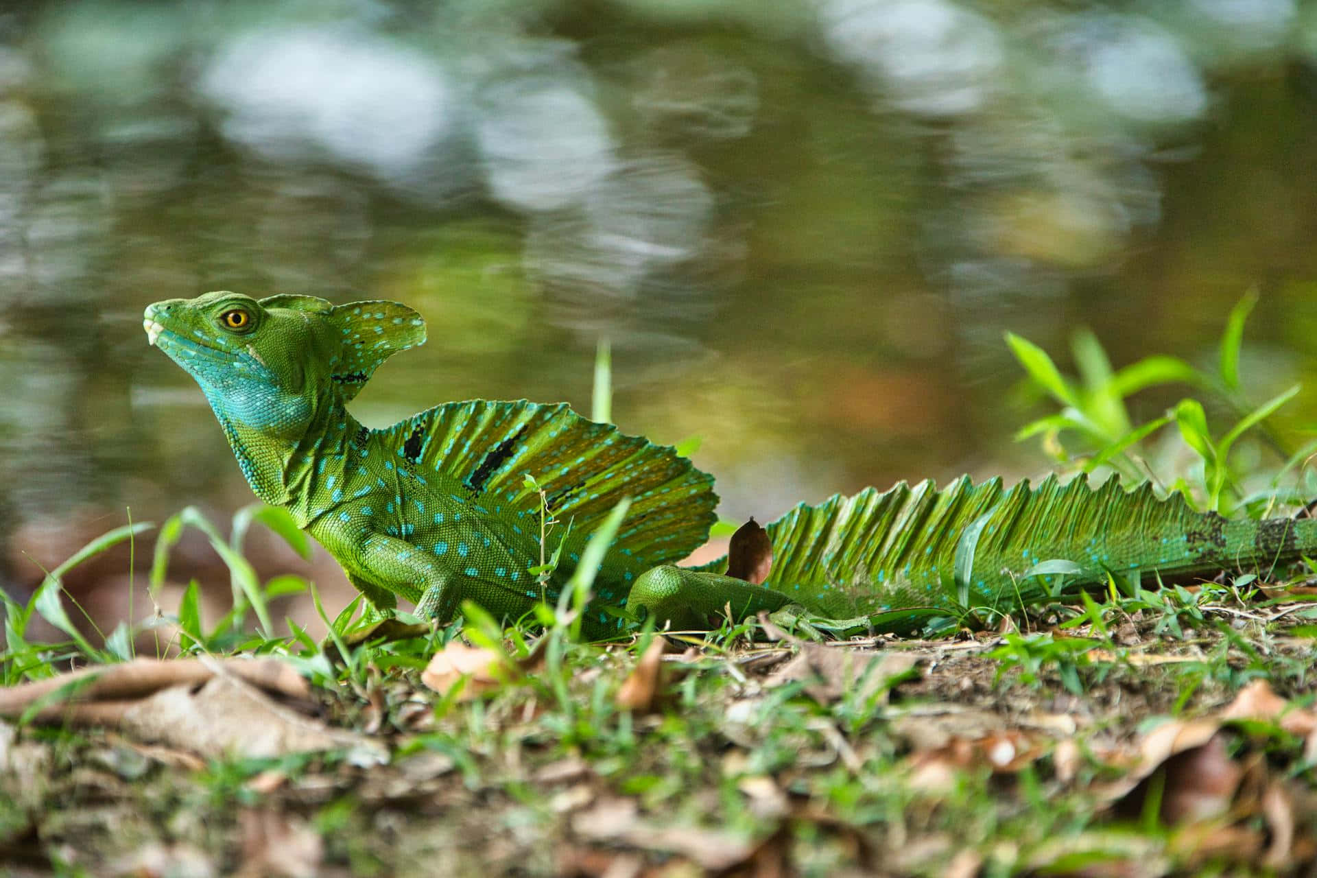 Plumed Basilisk Lizard Near Water Wallpaper