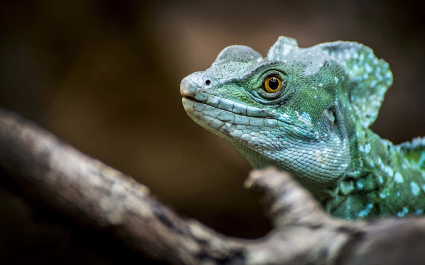 Plyndret Basilisk Portrett Bakgrunnsbildet