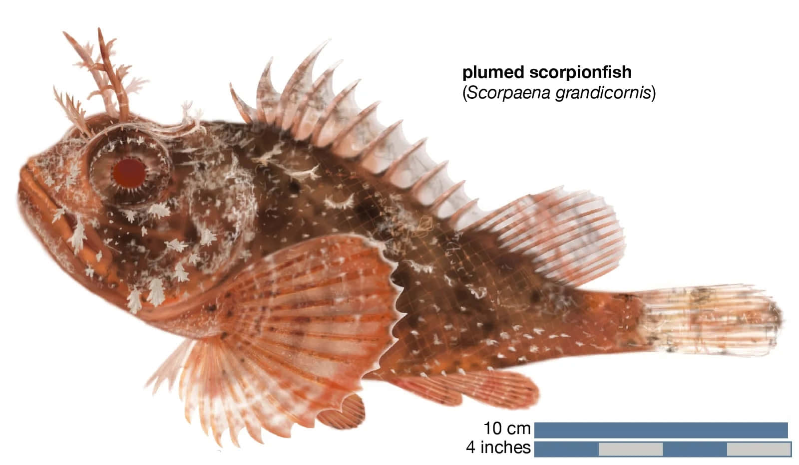 Gepluimde Schorpioenvissen Scorpaena Grandicornis Achtergrond