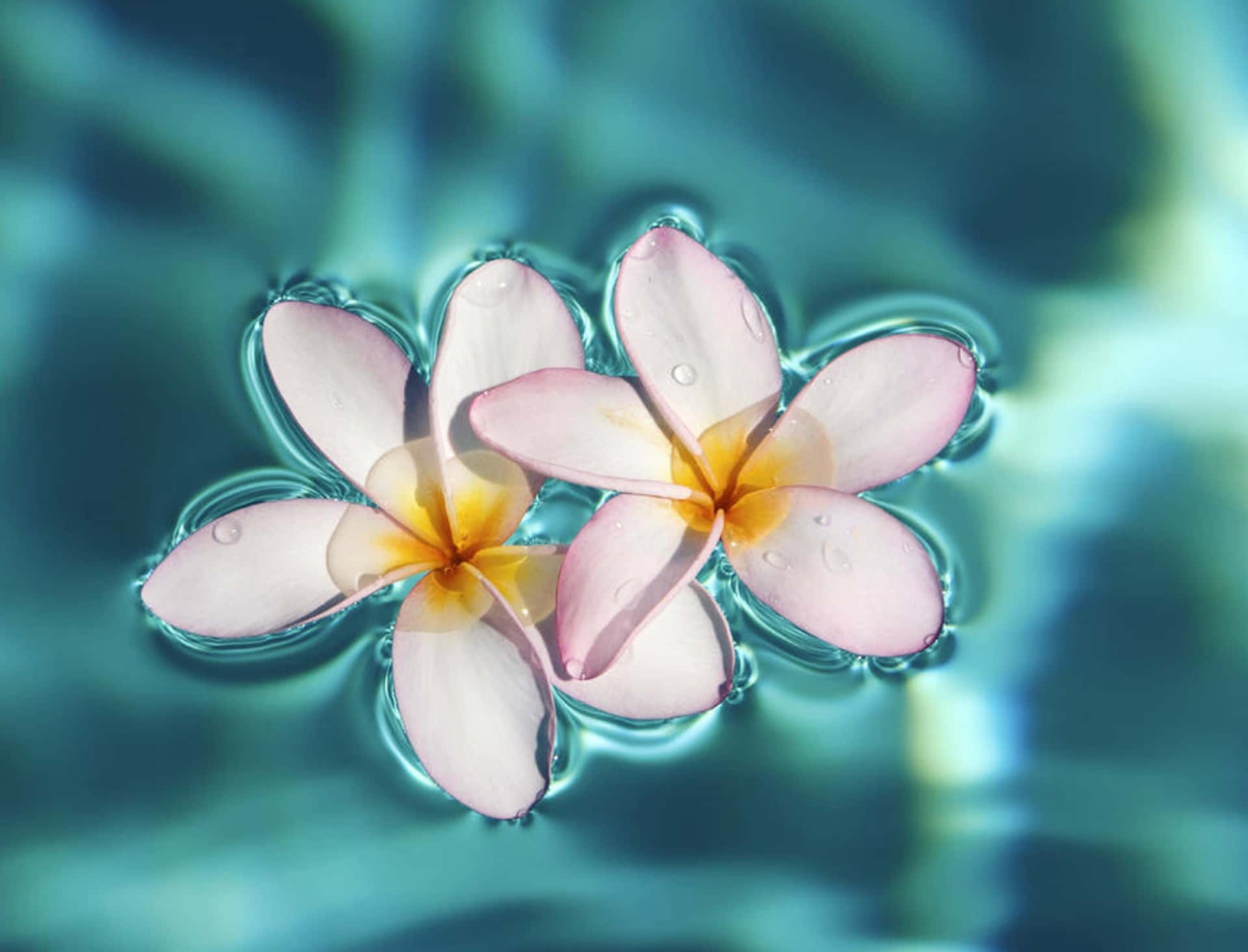 Plumeria Blossoms Afloat Water Surface Wallpaper