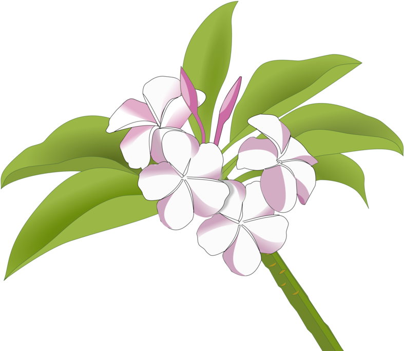 Plumeria Flowers Illustration PNG