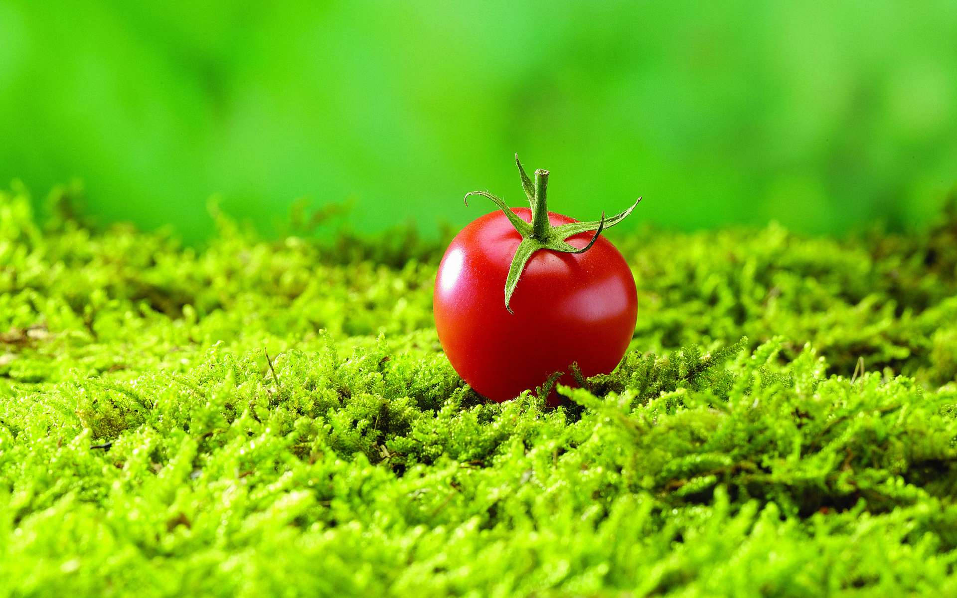 Plump Red Cherry Tomato Fruit Wallpaper