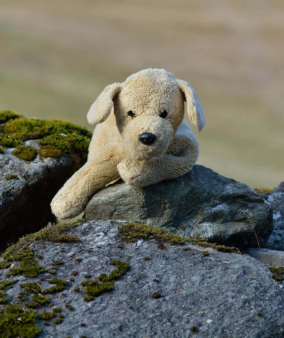 Pluche Hond Op Rotsen Achtergrond