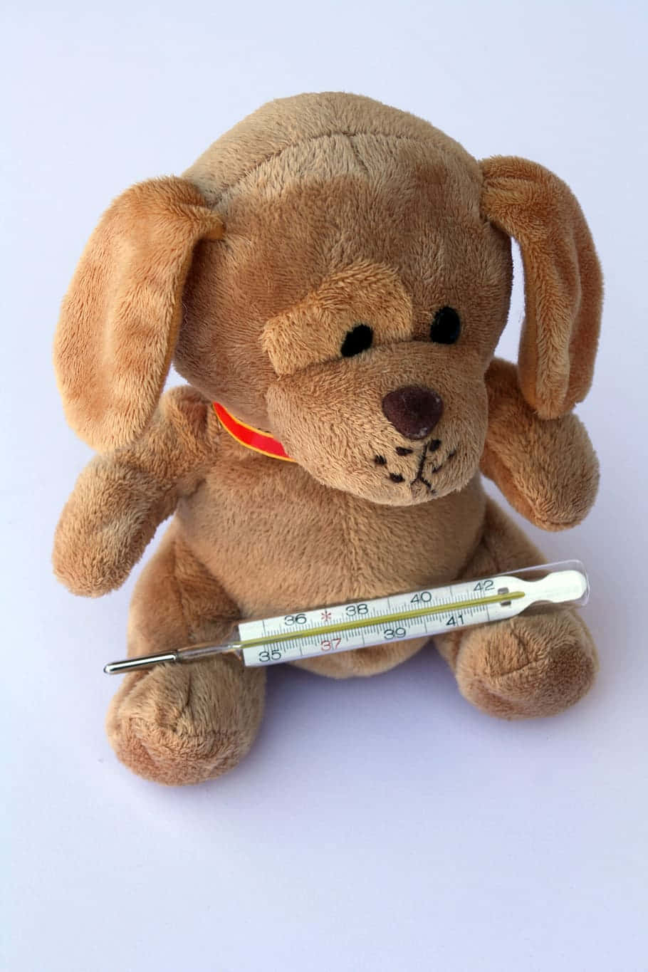 Pluche Hond Met Thermometer.jpg Achtergrond