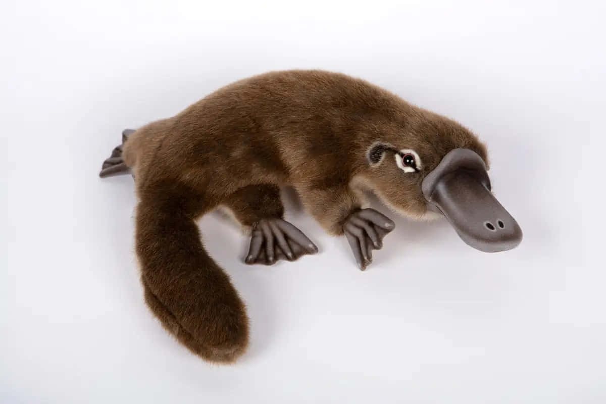 Plush Platypus Leketøy Bakgrunnsbildet