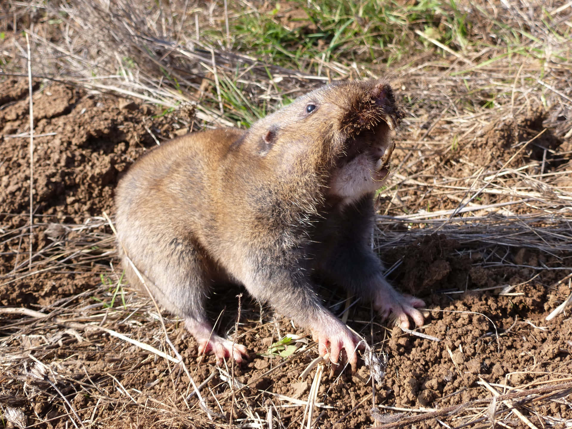 Pocket Gopher Emerging From Burrow Wallpaper