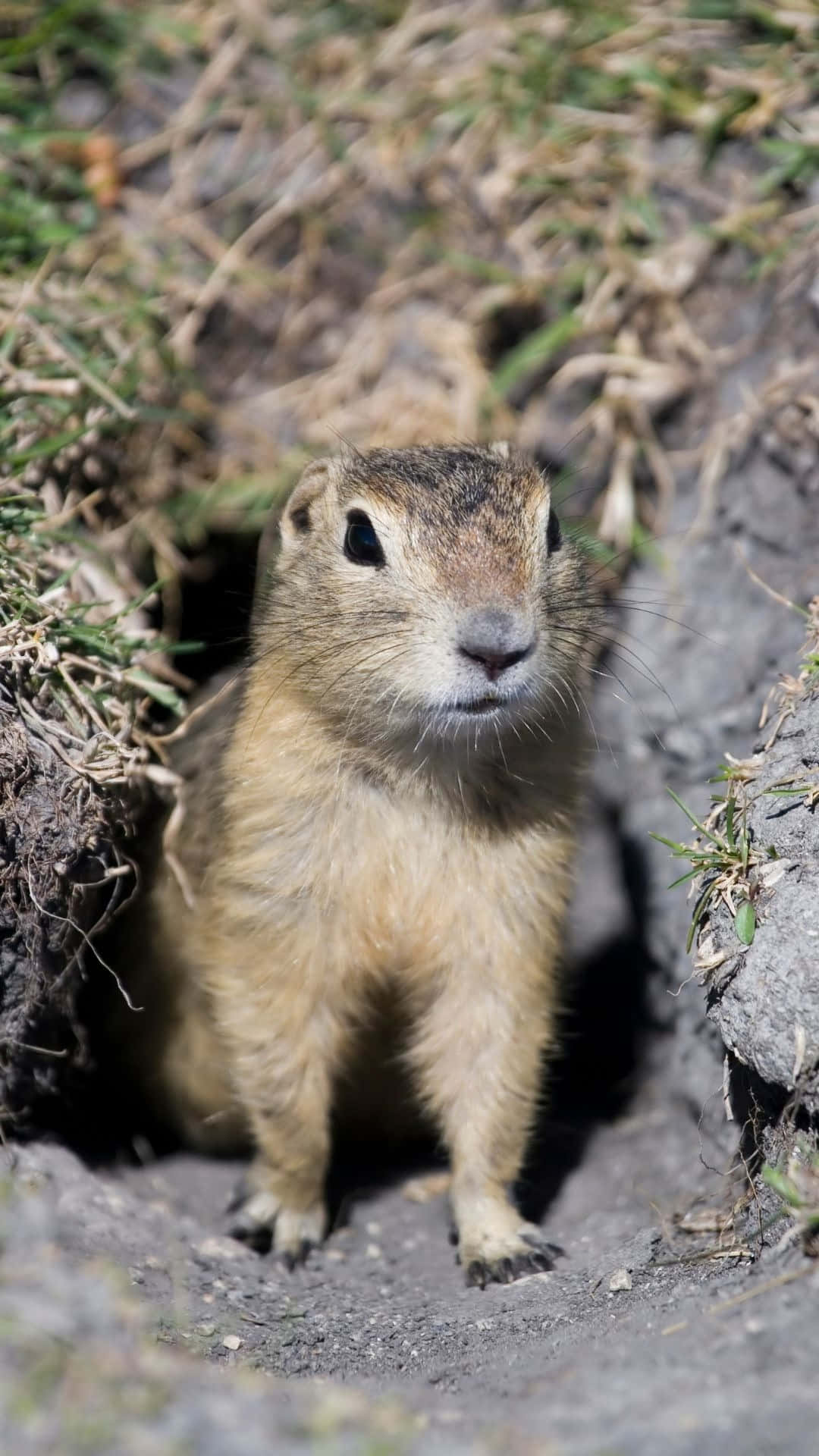 Pocket Gopher Emerging From Burrow Wallpaper