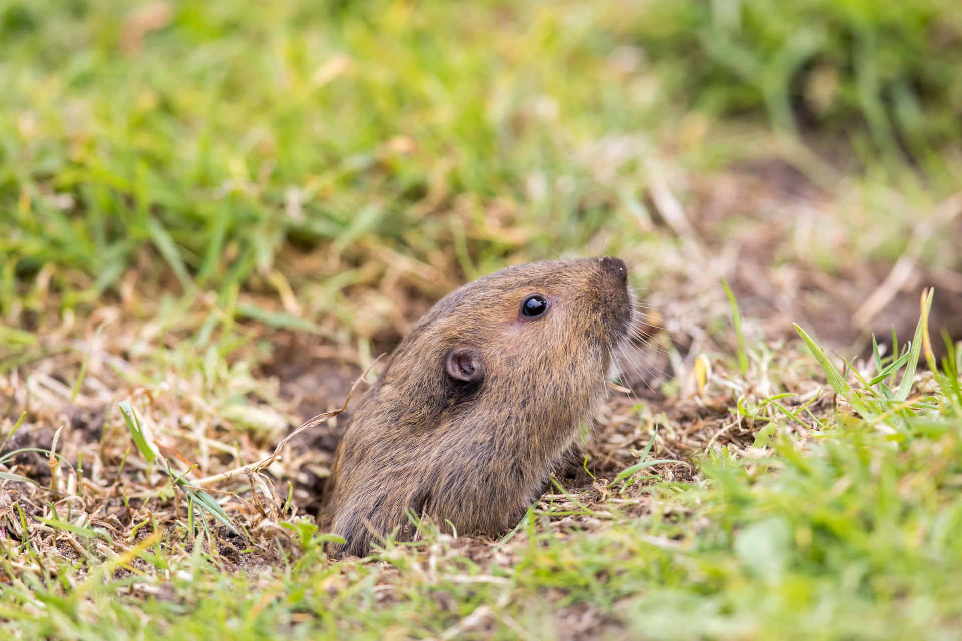 Pocket Gopher Emerging From Burrow.jpg Wallpaper