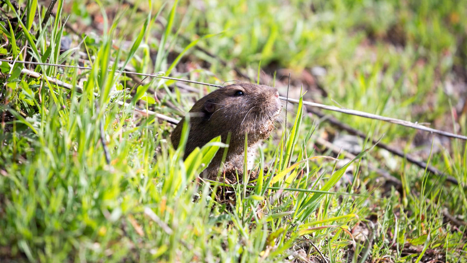 Pocket Gopher Emerging From Burrow.jpg Wallpaper