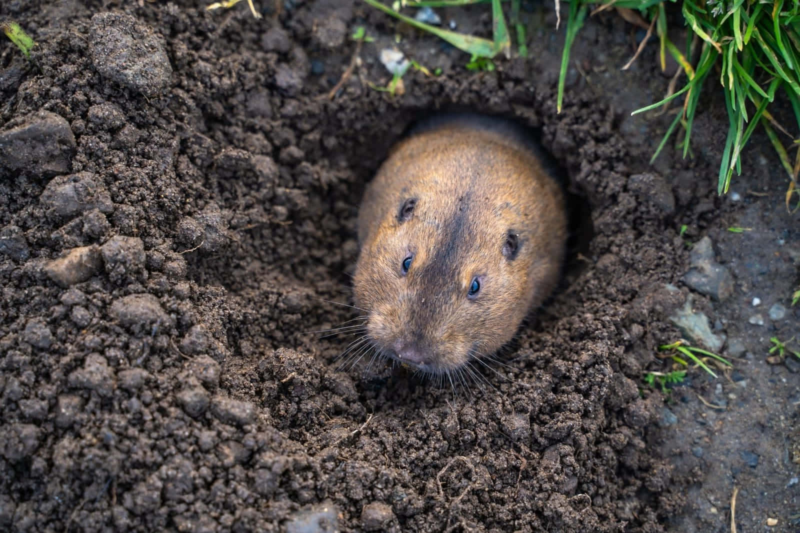 Pocket Gopher Emerging From Burrow.jpg Wallpaper