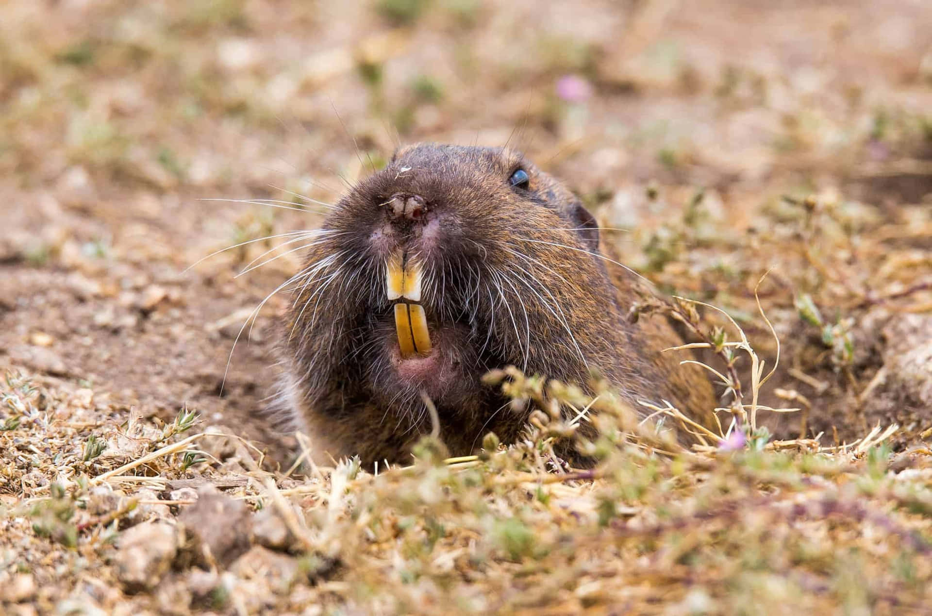 Pocket Gopher Emerging From Burrow.jpg Wallpaper