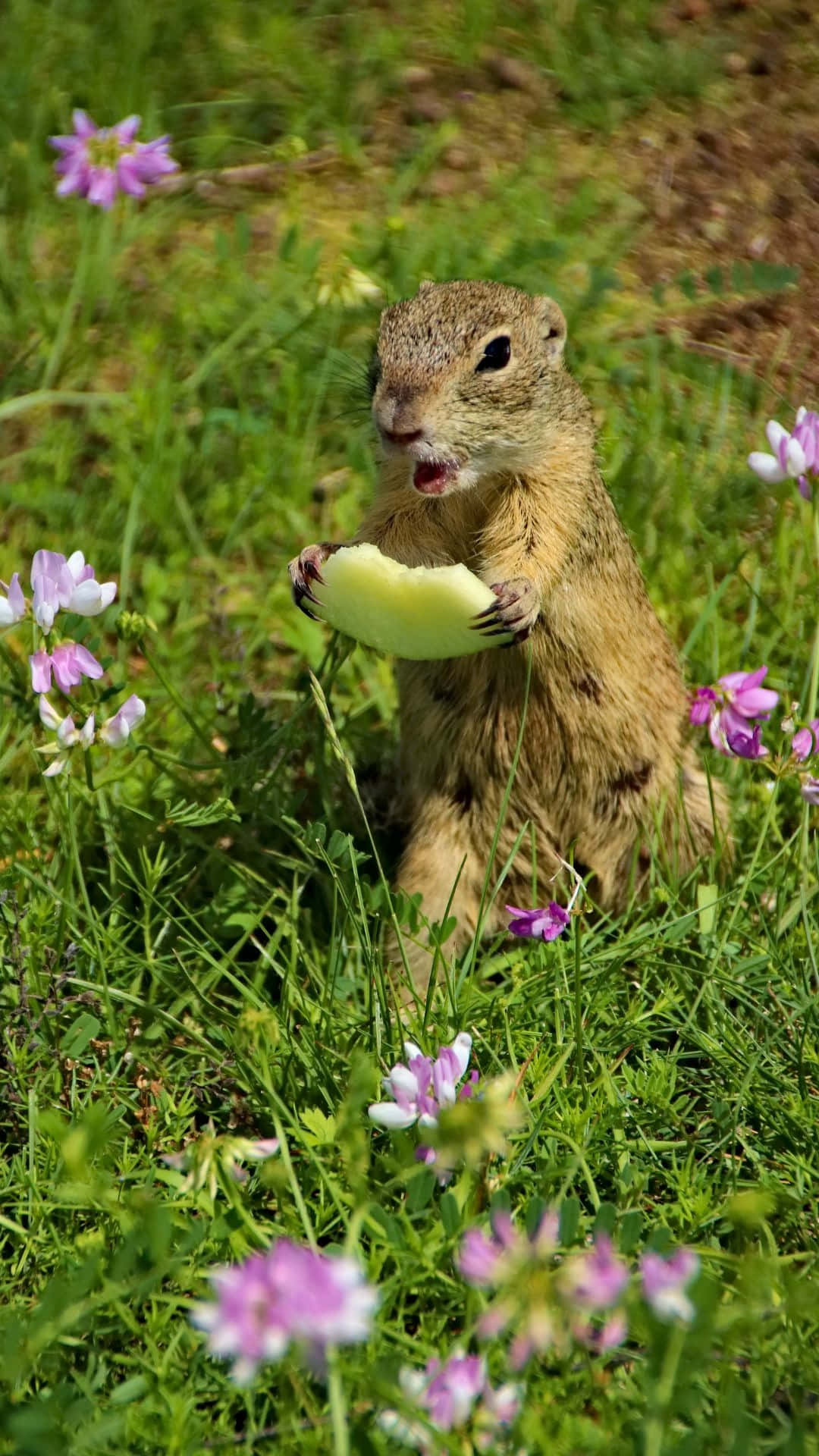 Pocket Gopher Enjoying Meal.jpg Wallpaper