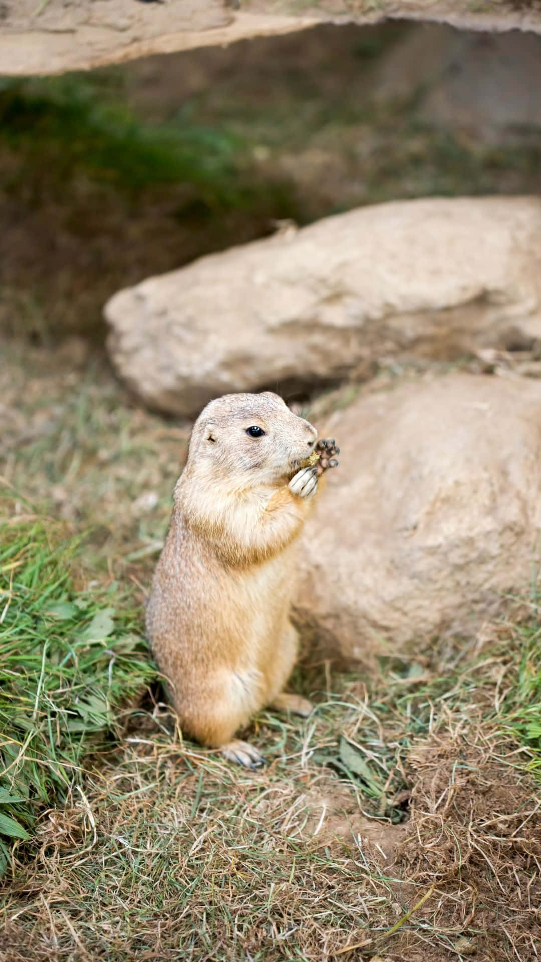 Pocket Gopher Near Burrow Entrance.jpg Wallpaper