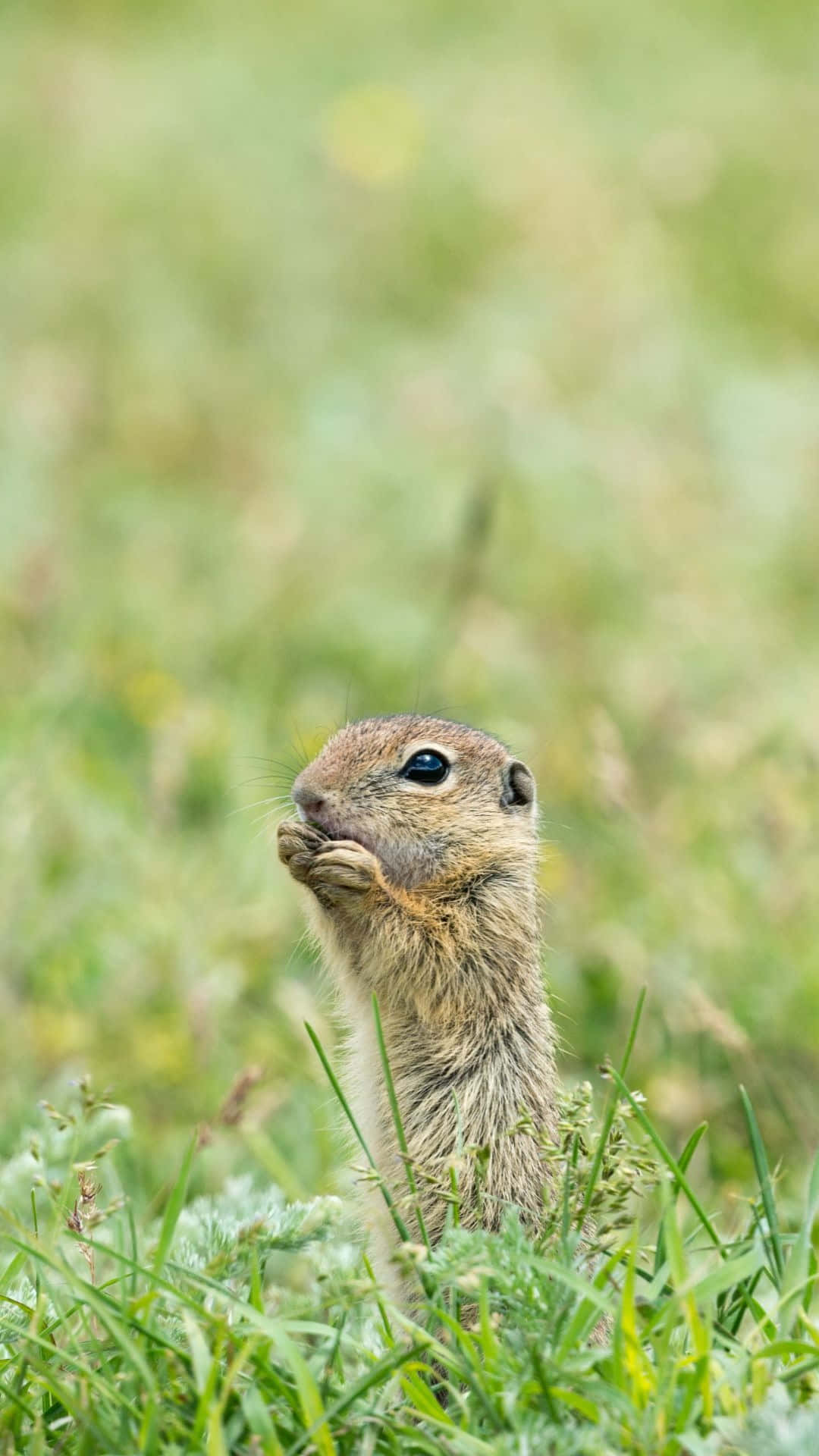 Pocket Gopher Peeking Through Grass.jpg Wallpaper