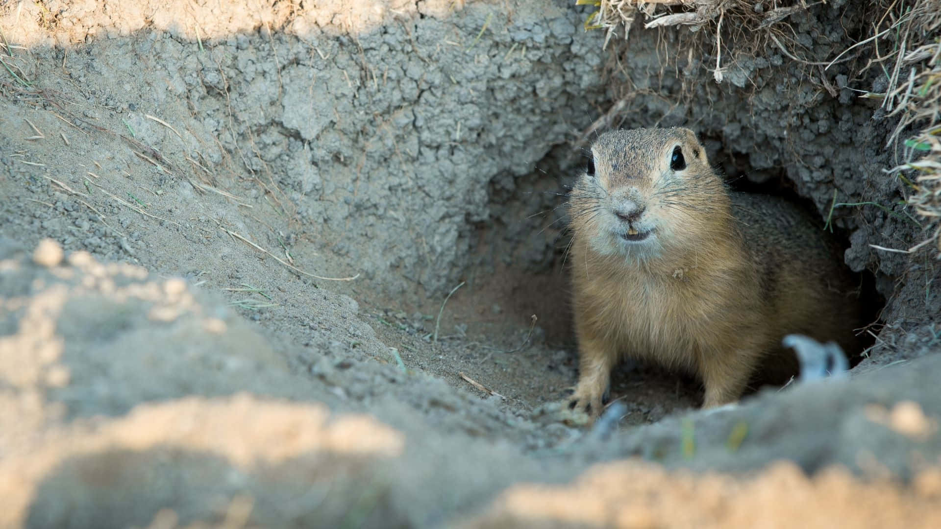 Pocket Gopher Peekingfrom Burrow Wallpaper