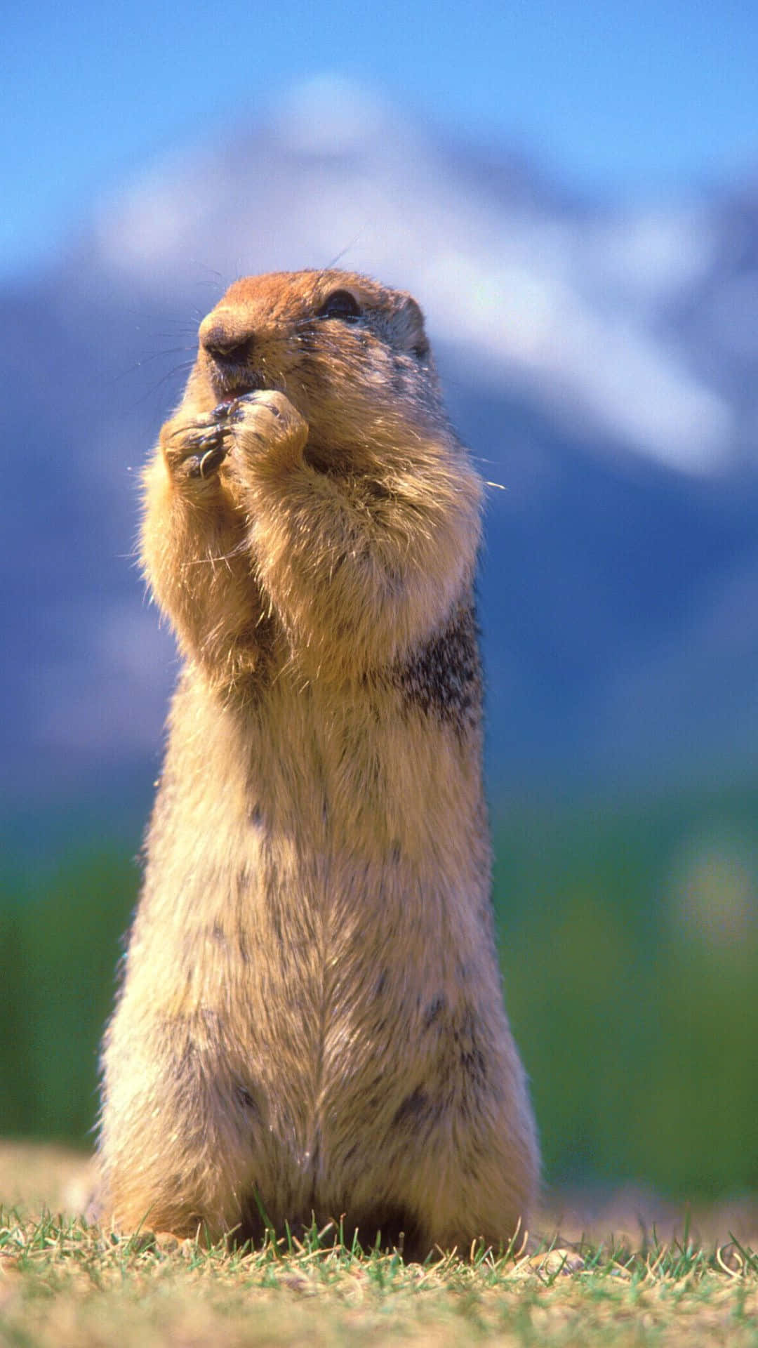 Pocket Gopher Standingin Field Wallpaper