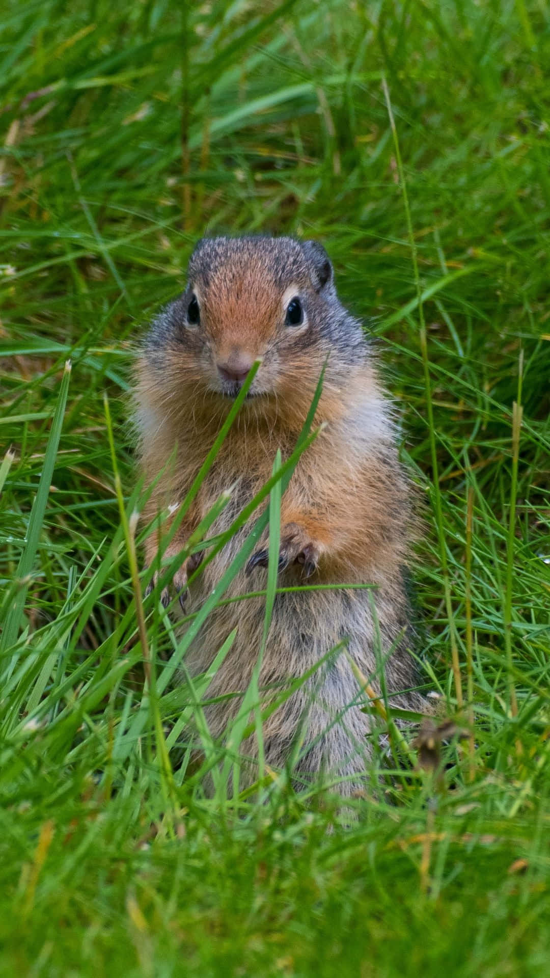 Pocket Gopher In Gras.jpg Achtergrond