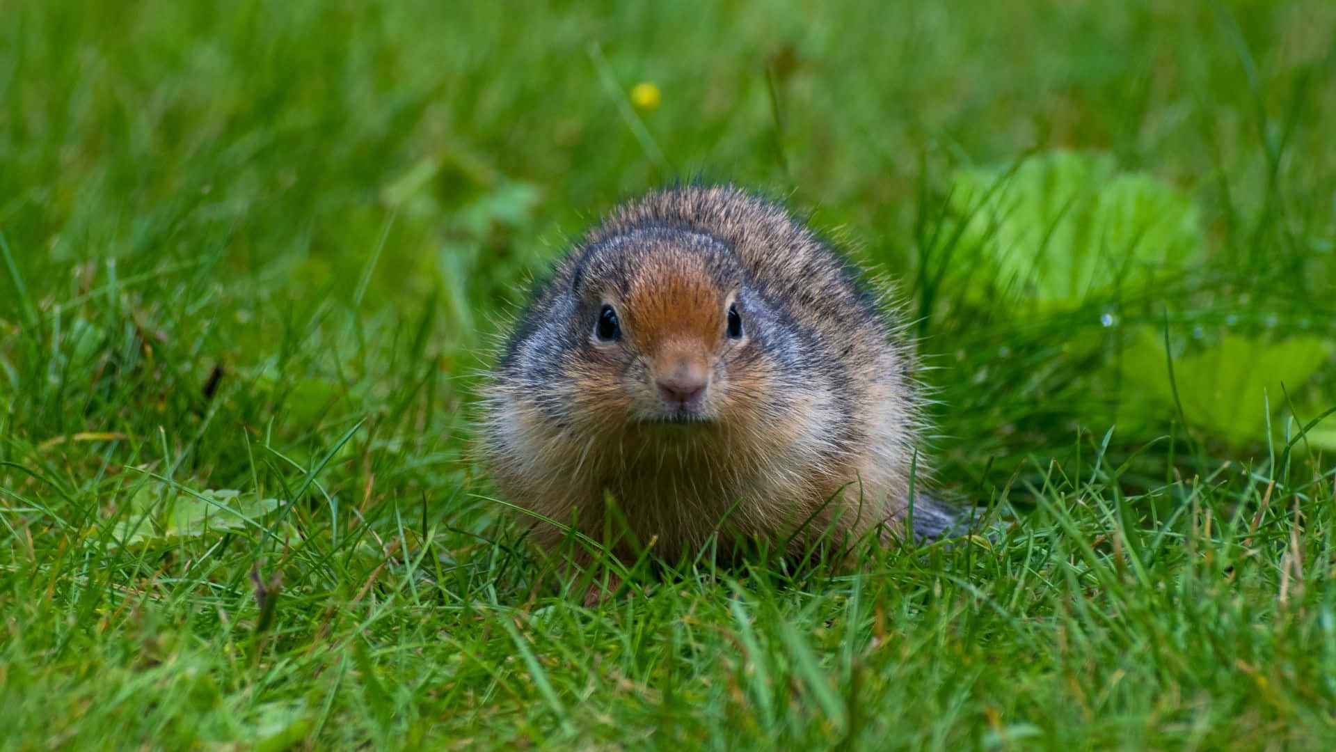 Pocket Gopher In Gras Achtergrond