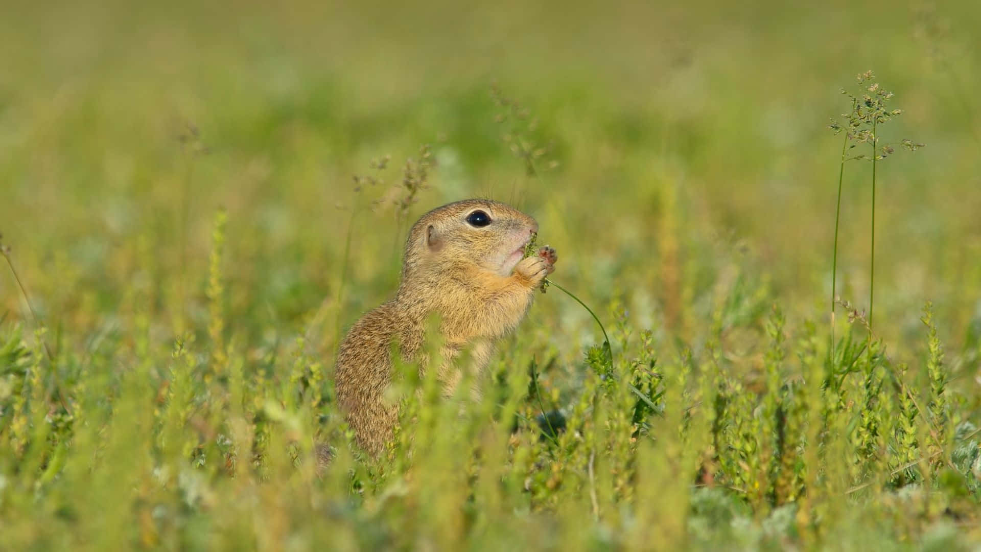 Pocket Gopherin Grassy Field Wallpaper