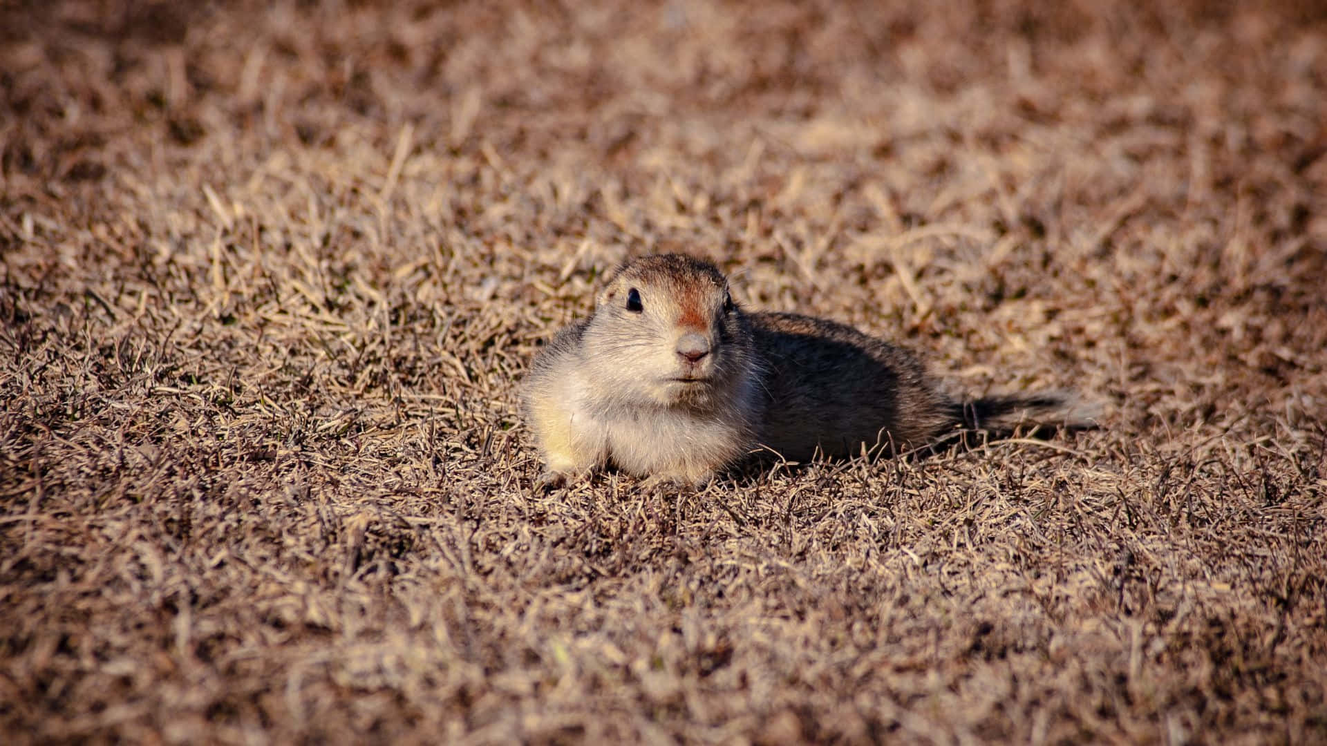 Pocket Gopherin Grassy Field Wallpaper