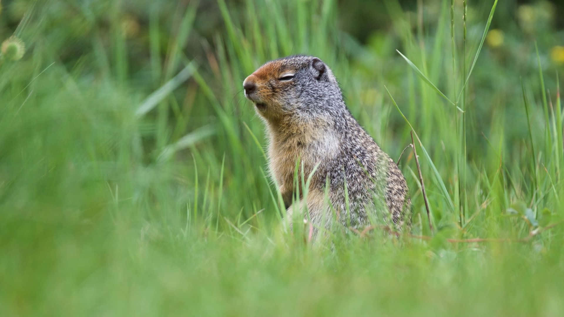 Pocket Gopherin Grassy Field Wallpaper