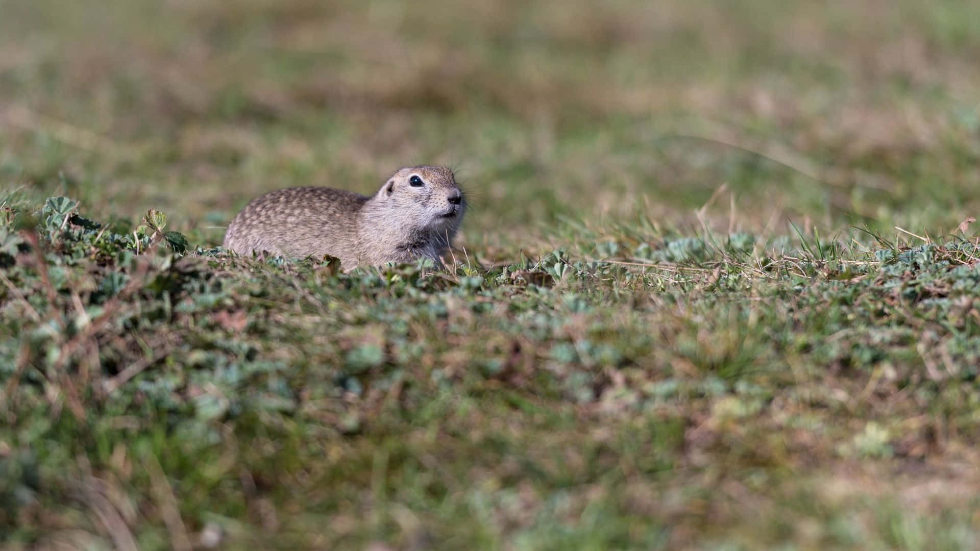 Pocket Gopher In Grasveld.jpg Achtergrond