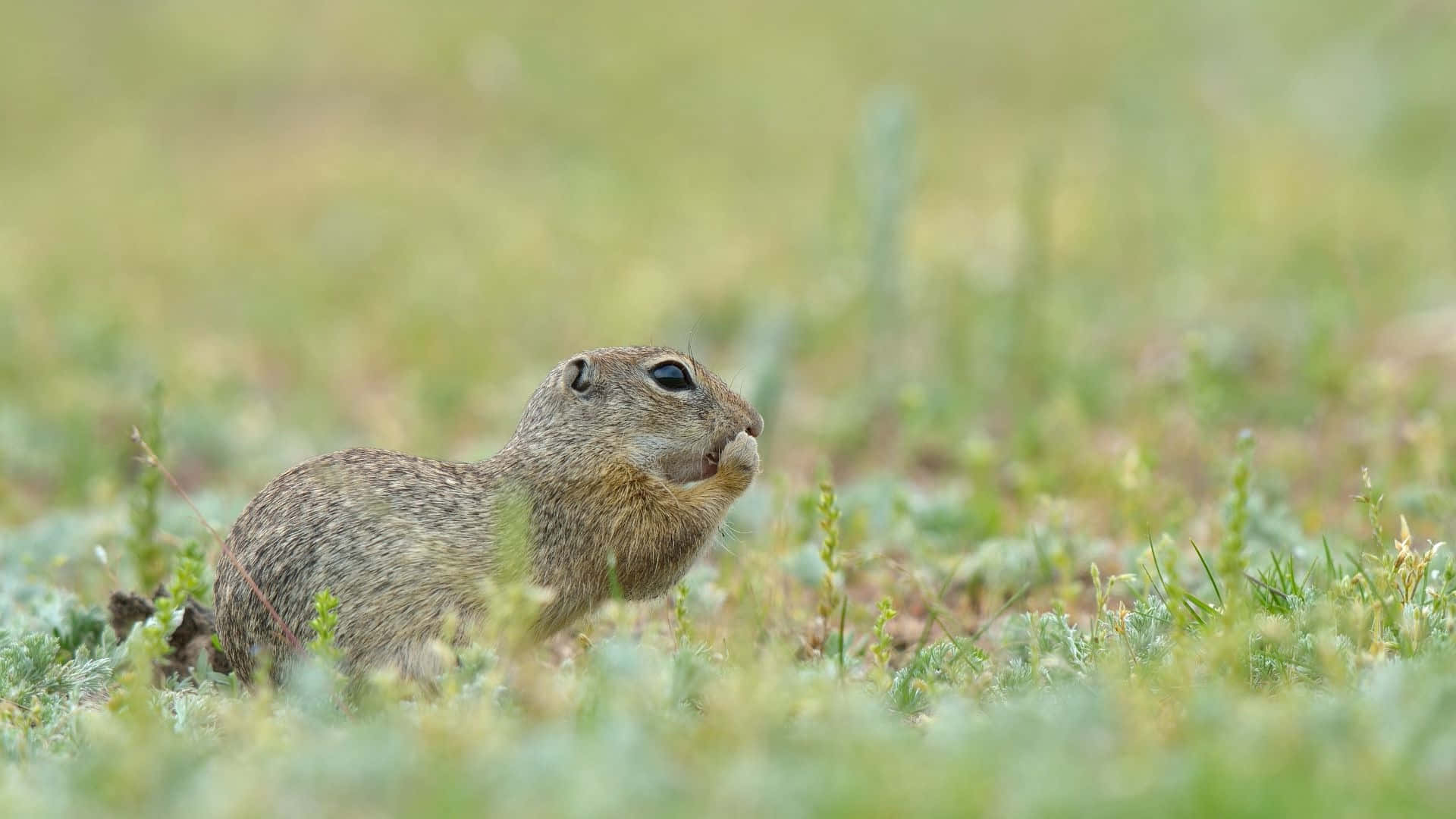 Pocket Gopher In Grasveld.jpg Achtergrond