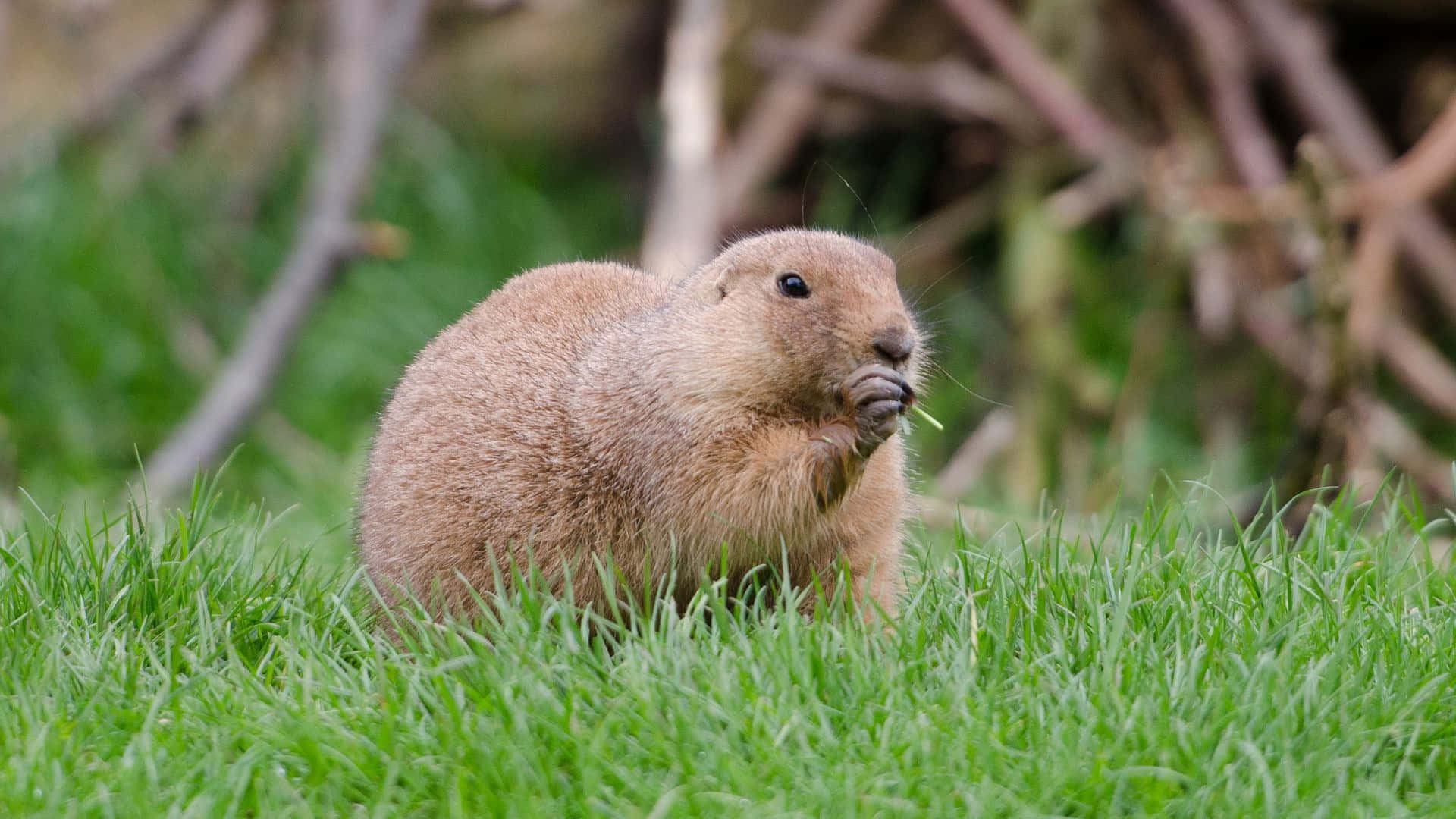 Pocket Gopher In Grasveld Achtergrond